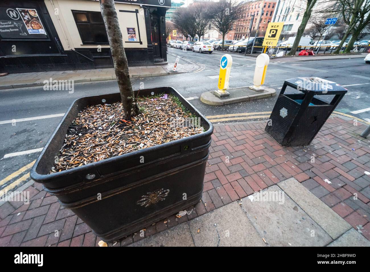 cigarette ends litter uk Hundreds of cigarette butts discarded in the large pot of a tree on a  Manchester street, mere feet away from a rubbish bin. England, UK. Litter  Stock Photo