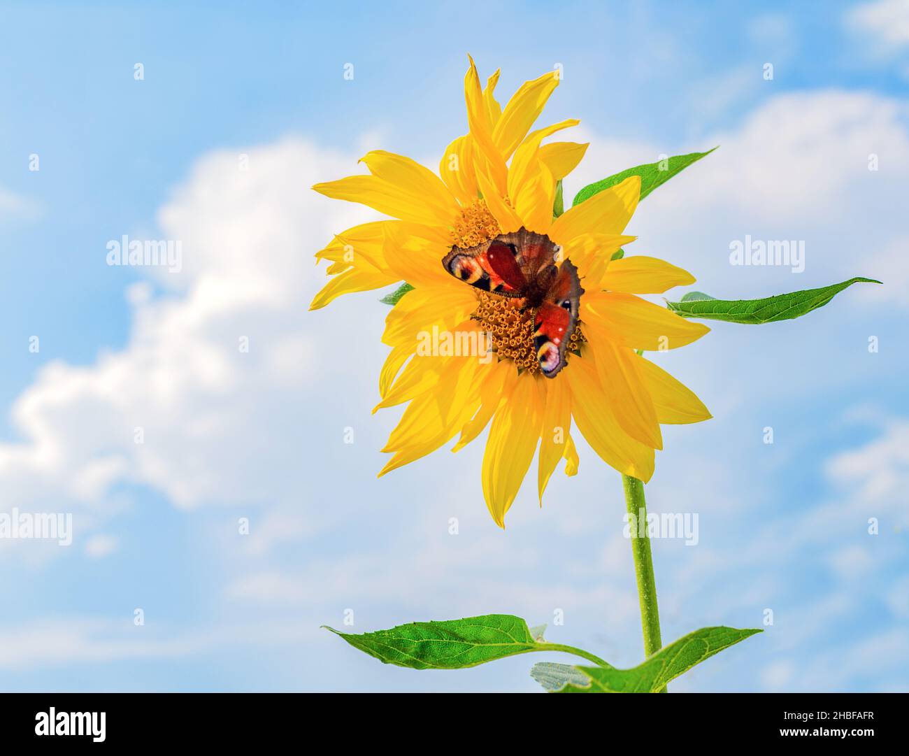 Bright yellow sunflower with a butterfly on a background of blue sky, on a summer day Stock Photo