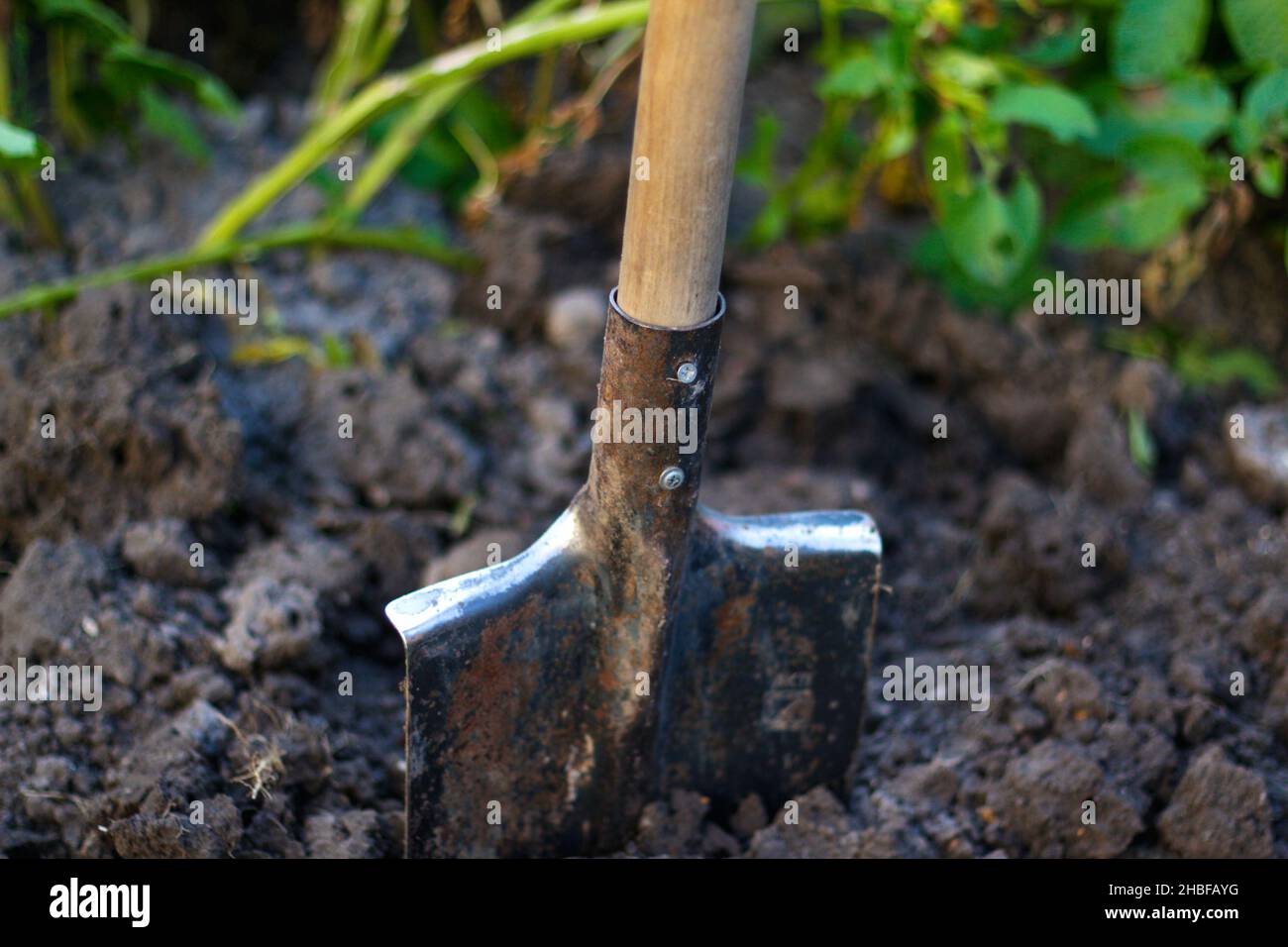 Dirty shovel stuck in the ground on the garden bed. Soil with shovel. Gardening tool and equipment. Concept of a picking potato. Close-up. Green plant Stock Photo