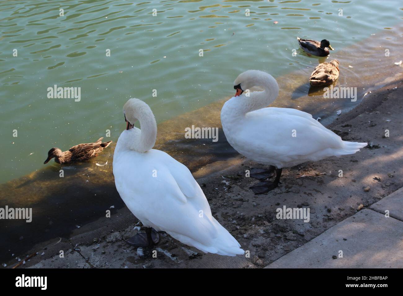 Two Mute Swans, Cygnus olor, and three Mallard Ducks, standing at the edge of a pond at Sinnissippi Gardens in Rockford, Illinois Stock Photo