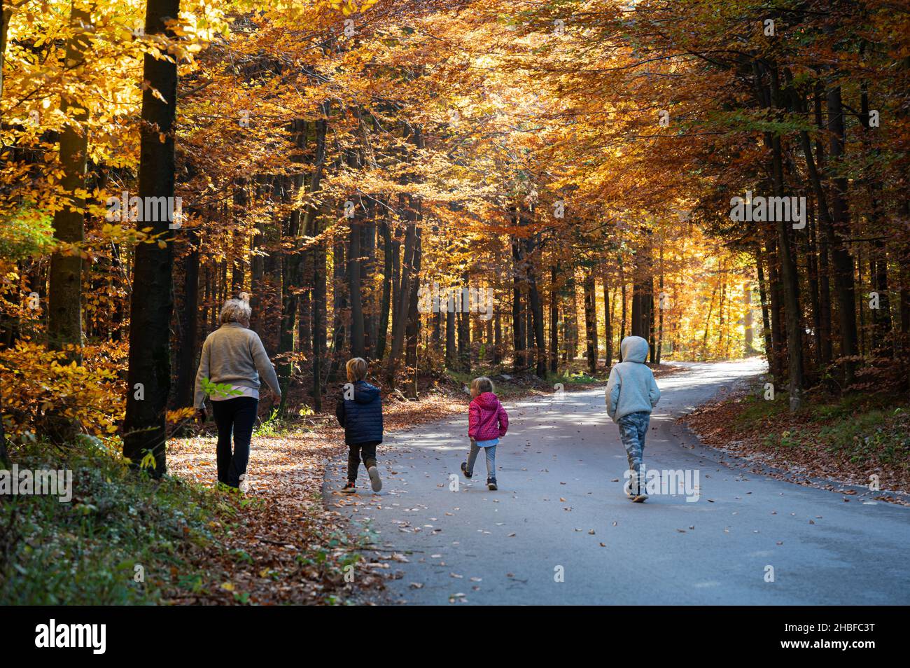 Rear view of a gradfather with his three grandchildren walking on a road through beautiful colorful autumn nature with sunlight coming through the tre Stock Photo