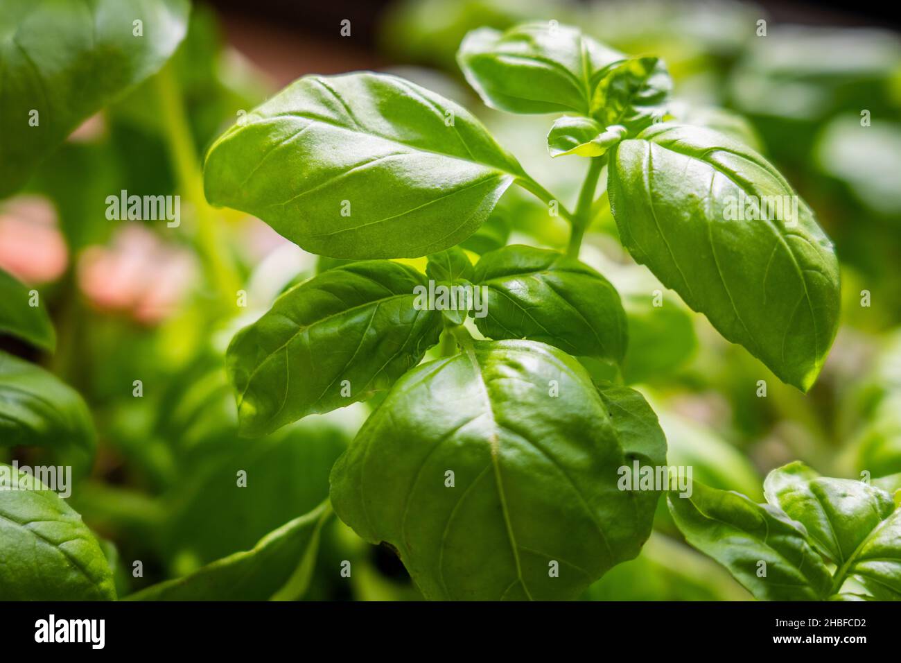 Fresh green basil plant growing in kitchen for healthy cooking, herbs