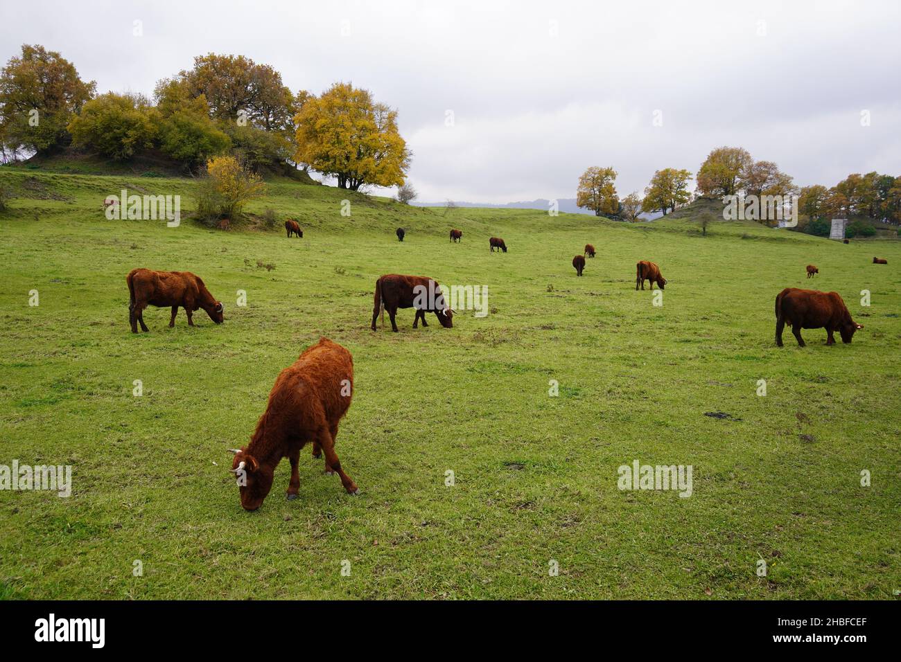 A group of brown cows grazing on a green hillside meadow Stock Photo ...