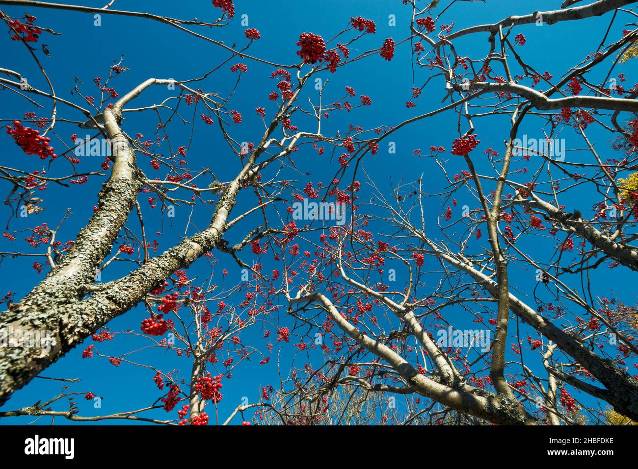 Rowan Berries on an autumn tree without leaves Stock Photo Alamy