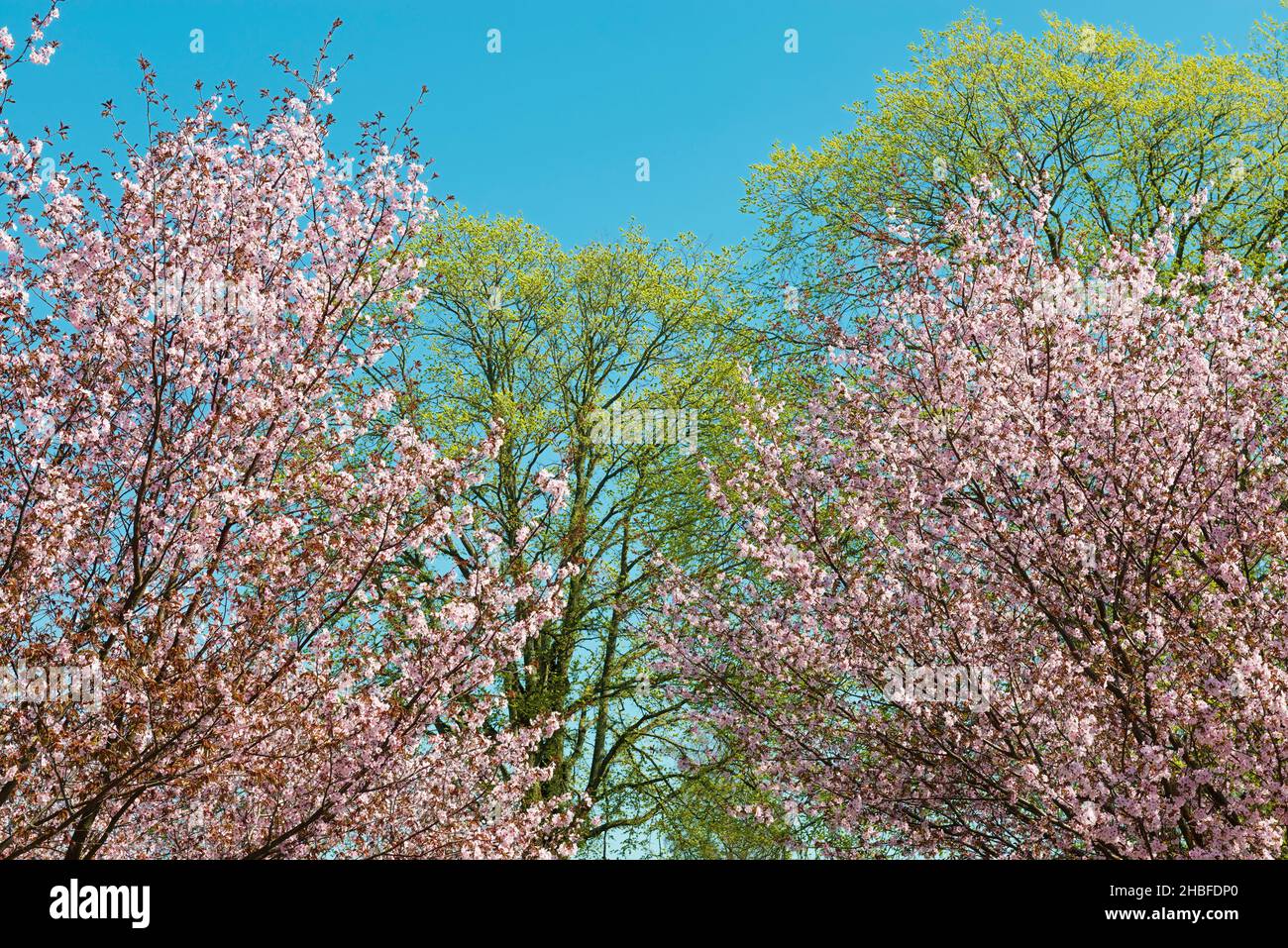 Spring trees with Japanese cherry and blue sky Stock Photo