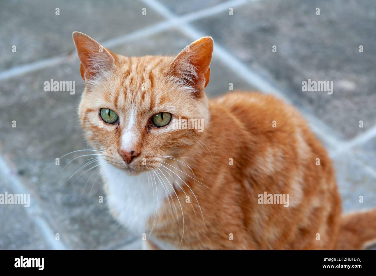 Marmalade Cat Stock Photo