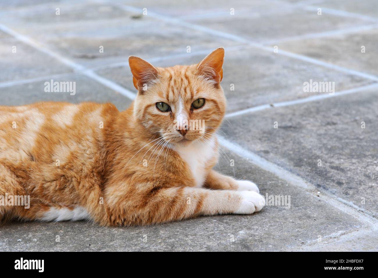 Marmalade Cat High Resolution Stock Photography and Images Alamy