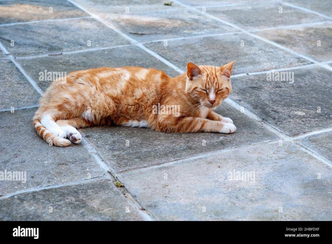 Marmalade Cat High Resolution Stock Photography and Images Alamy