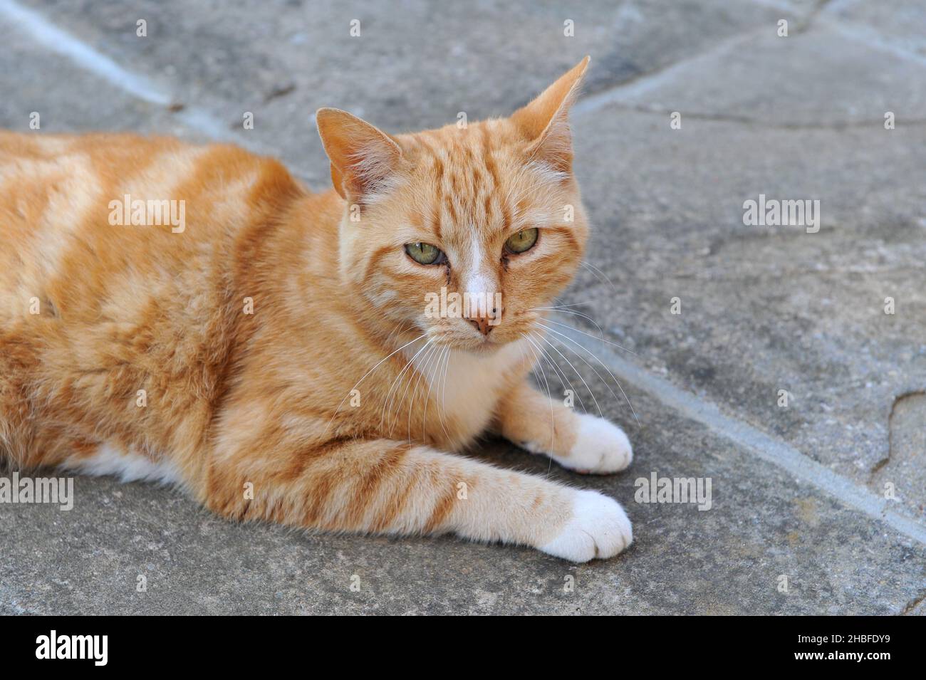 Marmalade Cat High Resolution Stock Photography and Images Alamy