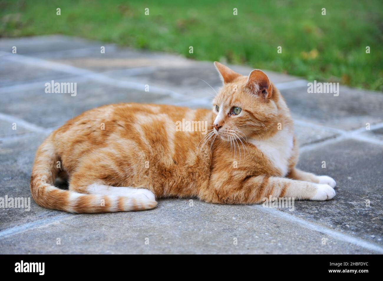 Marmalade Cat Stock Photo