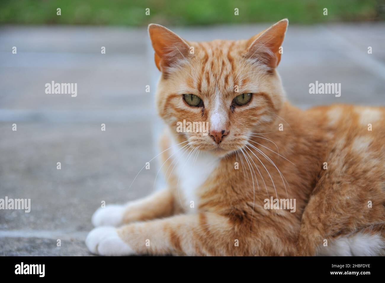 Marmalade Cat High Resolution Stock Photography and Images Alamy