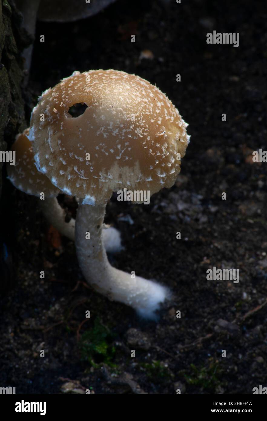 Beautiful Little brown wild mushroom. Psathyrella specie of mushroom l. Stock Photo