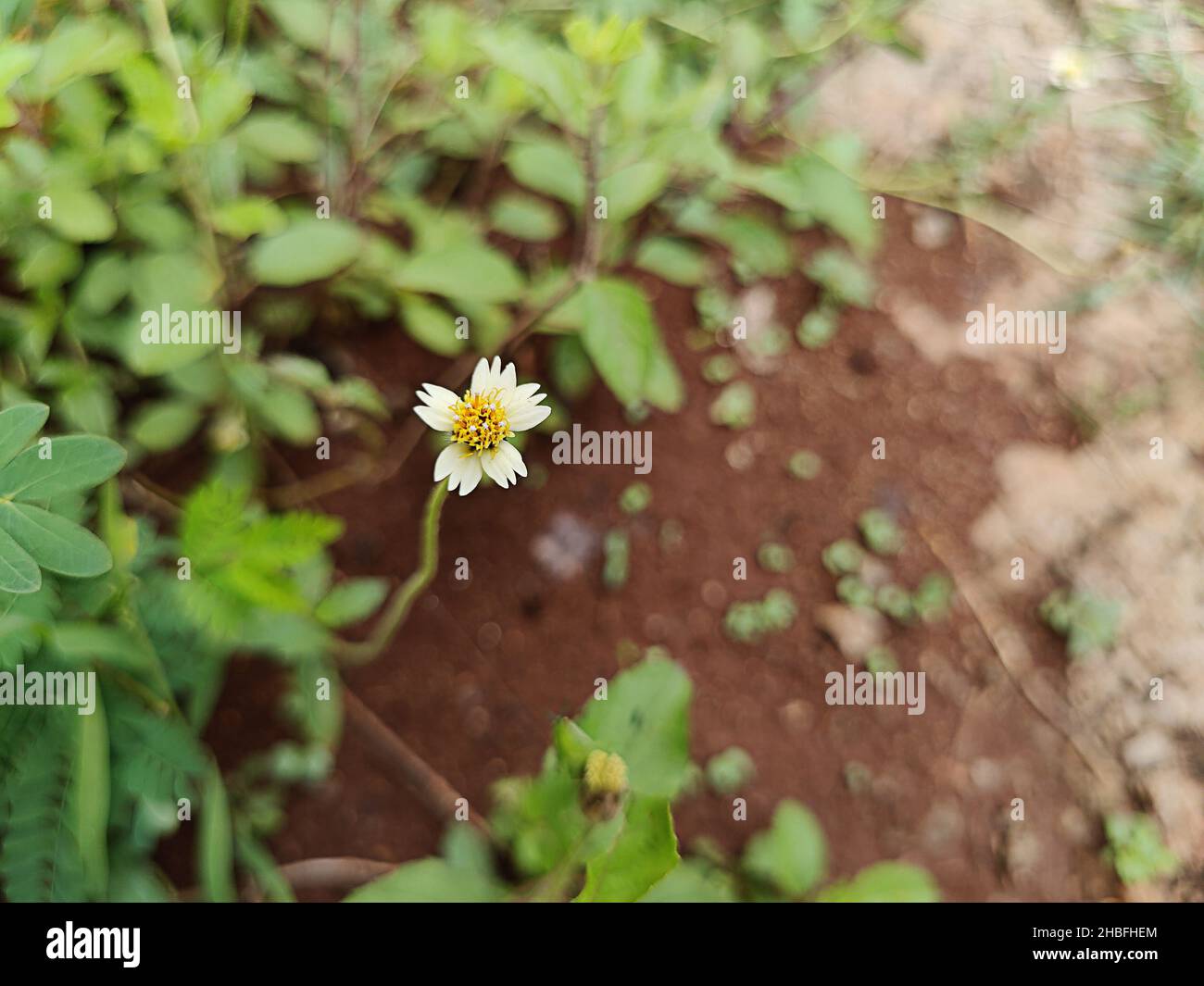 A selective focus shot of a Tridax procumbens flower surrounded by lush green leaves Stock Photo