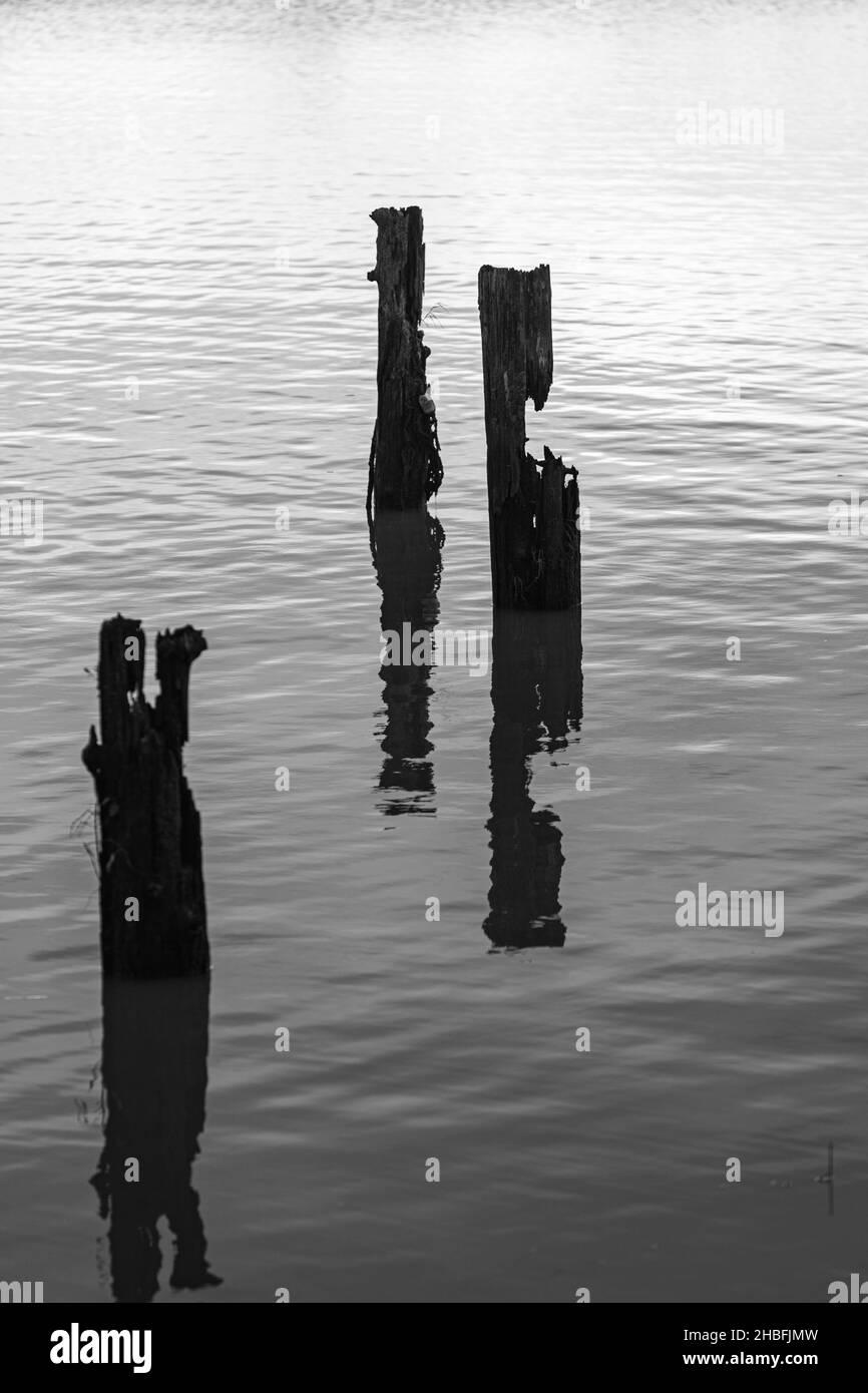 Black and White image of rotting wooden pilings in a tidal estuary Stock Photo