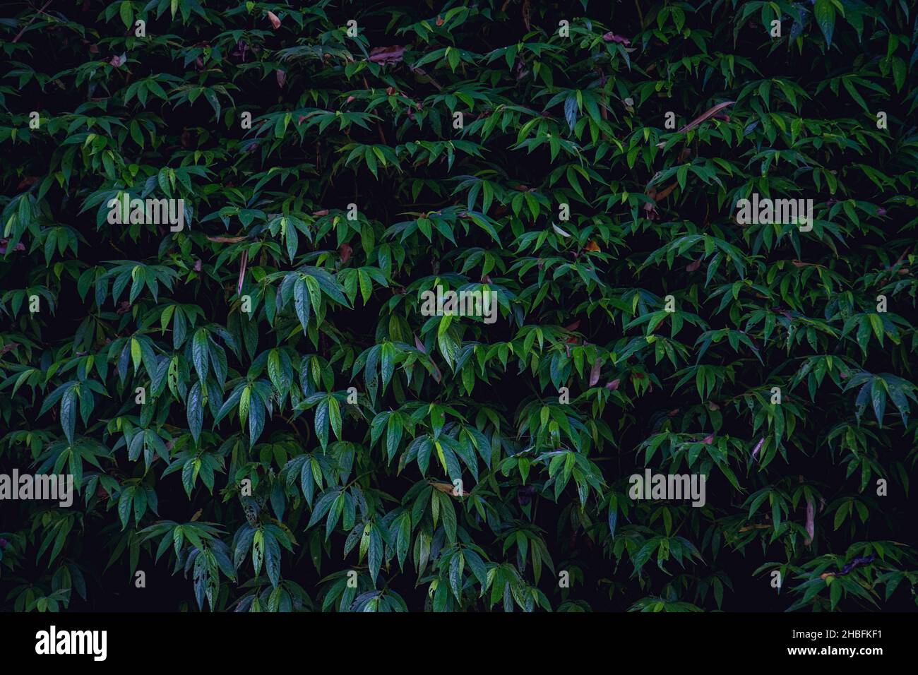 Green leaves and pattern background hi-res stock photography and images ...