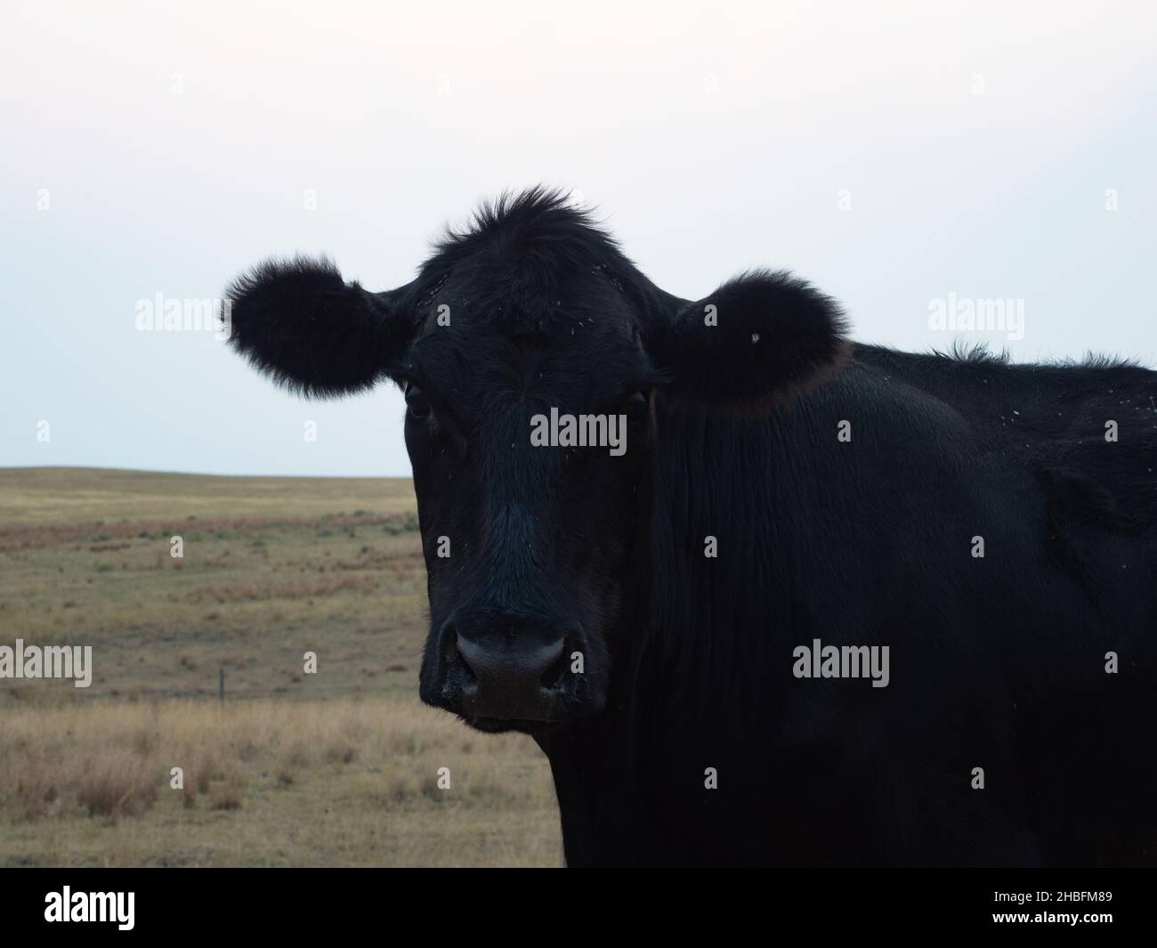 Close up of a Black Angus cow facing the camera with flies on its face. Photographed with a shallow depth of field. Stock Photo