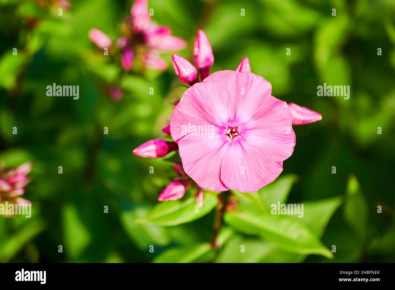Single elegant pink phlox flower on a green blurred background. Flowers and herbal backgrounds Stock Photo