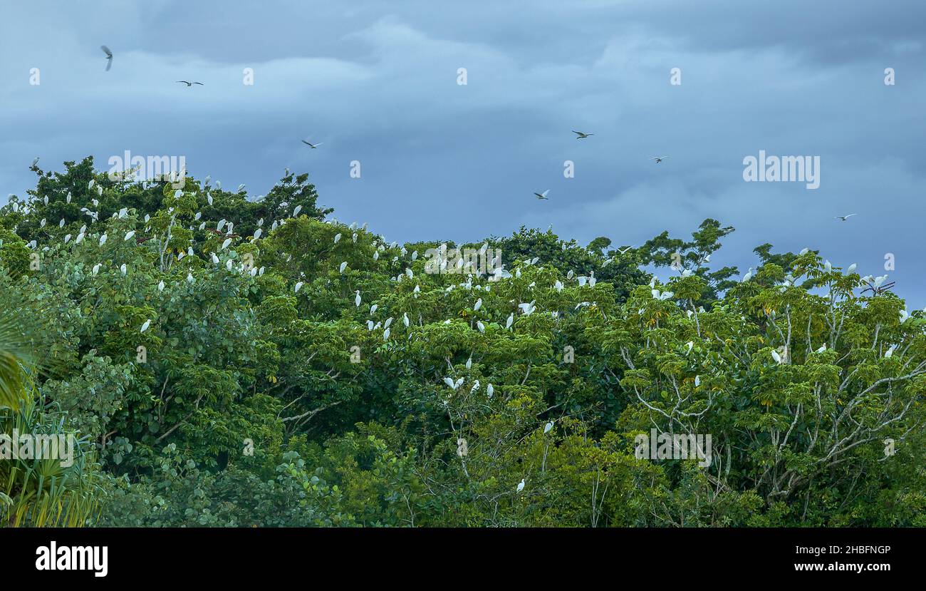 The flock of white cattle egrets sitting on trees in Hilo, Hawaii Stock Photo
