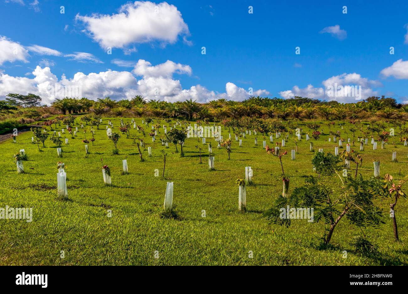 Scenic landscape with the road and trees near the Lavaloha chocolate