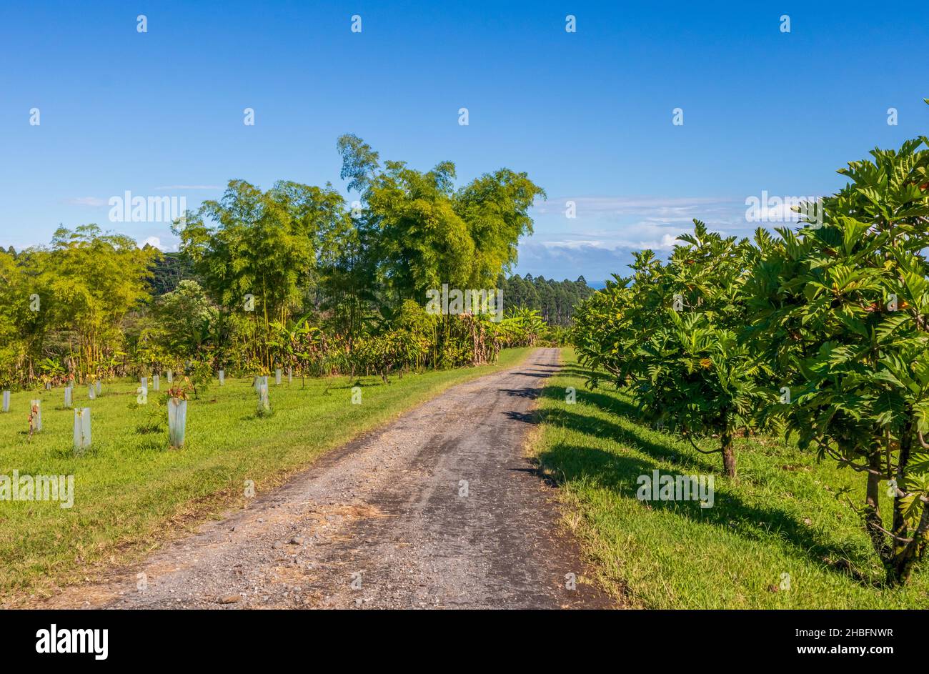 Scenic landscape with the road and trees near the Lavaloha chocolate