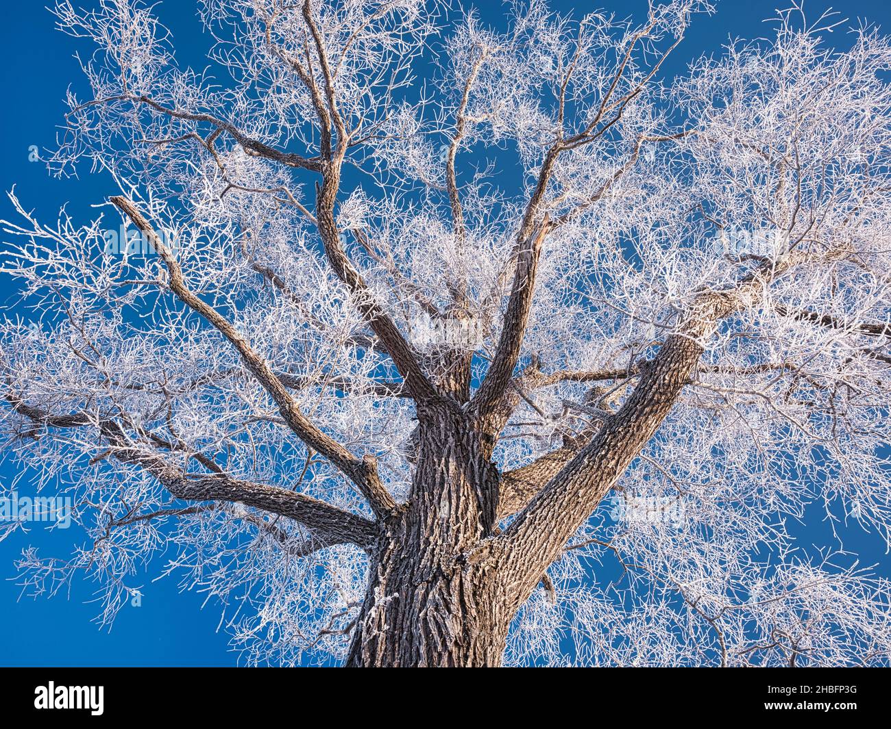 Rime Ice and Blue Sky Stock Photo - Alamy