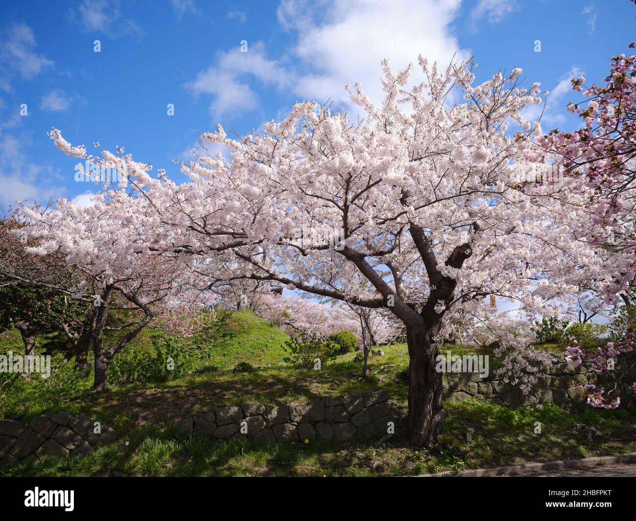 Cherry Blossoms in Blue Sky Stock Photo - Alamy