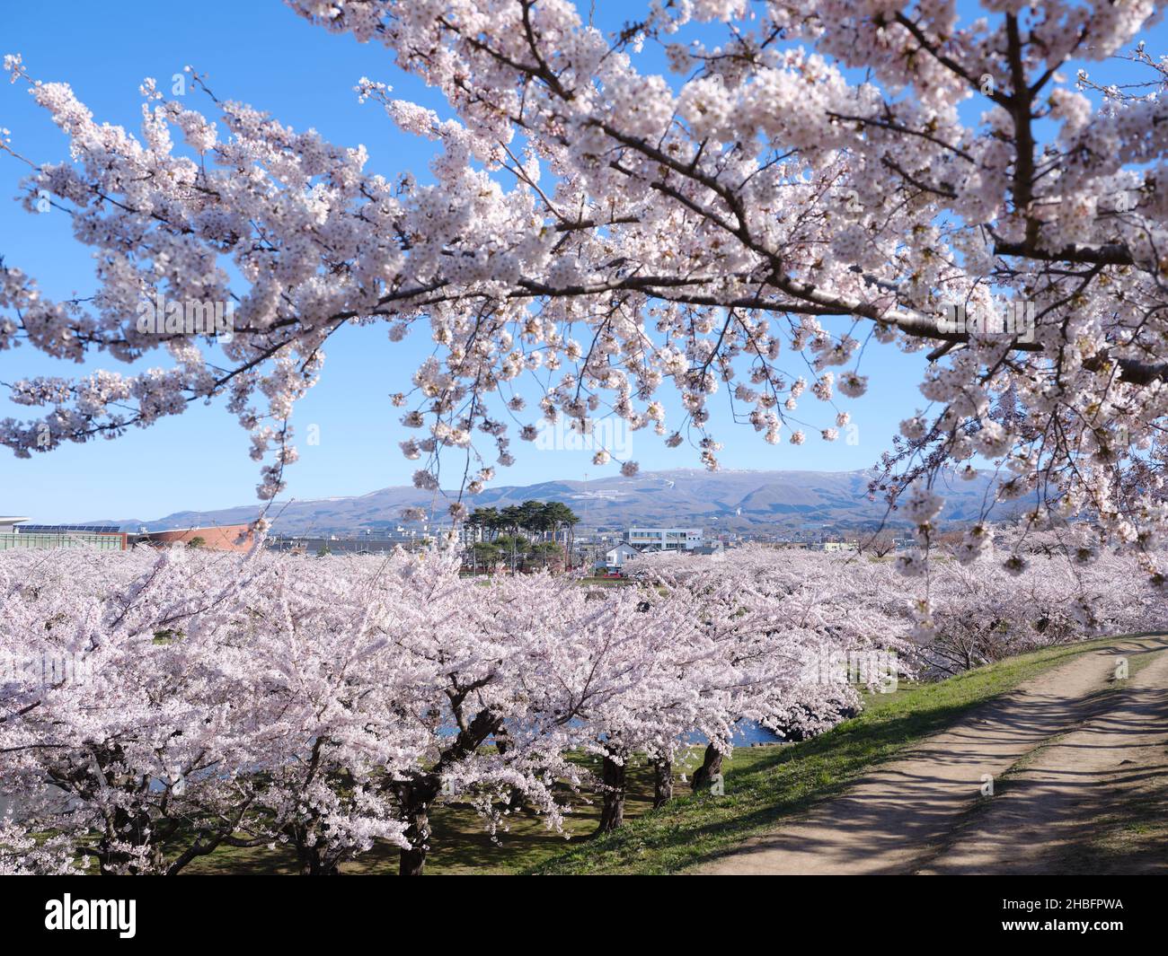 Cherry Blossoms in Goryokaku Park, Hakodate City, Hokkaido, Japan Stock