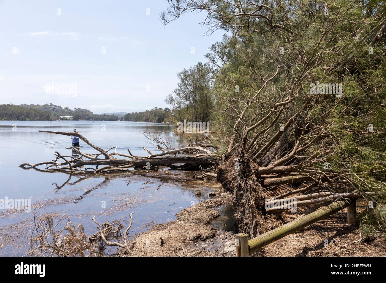 Day after freak storm damaged trees at Narrabeen lake, man fishes beside an uprooted tree,Sydney,Australia December 2021 Stock Photo