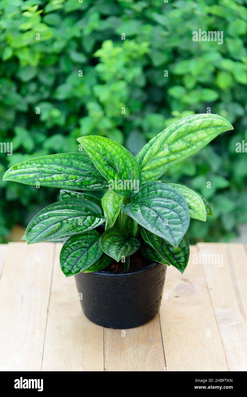 Tropical 'Monstera Karstenianum' house plant, also called 'Monstera sp.  Peru' or 'Marble Planet', with puckered, iridescent textured leaves on dark  bl Stock Photo - Alamy