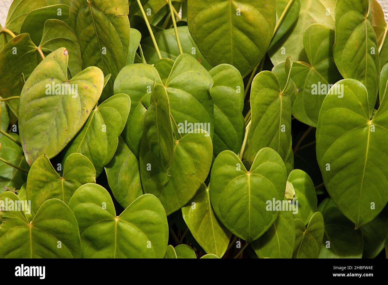 View of leaves of amrutha balli or guduchi or giloy with scientific Tinospora cordifolia Stock Photo