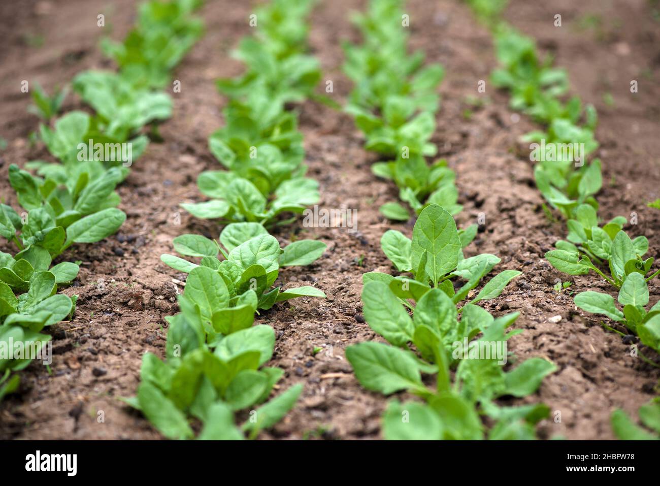 Spring Spinach Close up of spinach growing in garden hi-res stock photography and ...