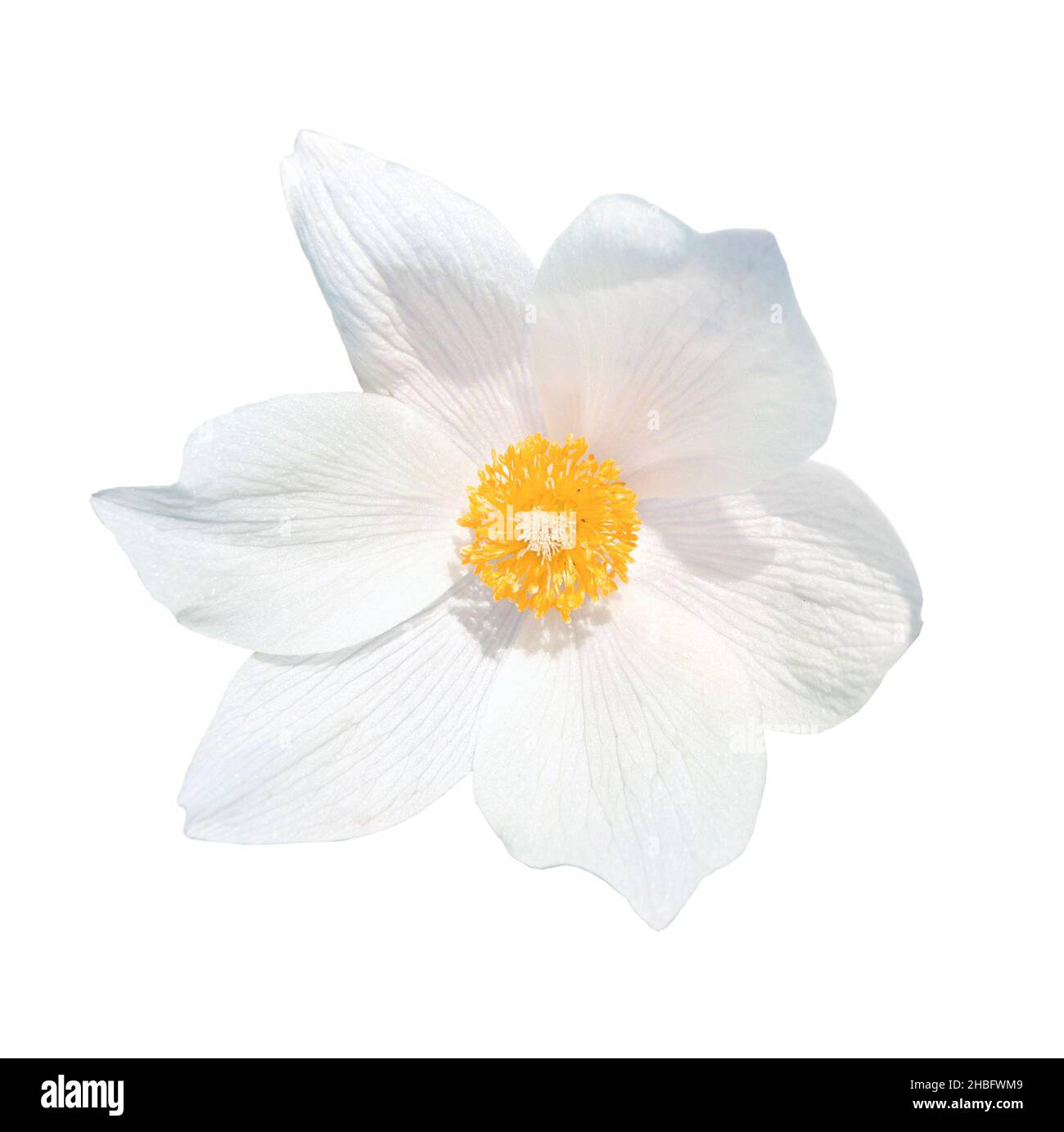 Snowdrop on transparent background. Head spring flower Stock Photo