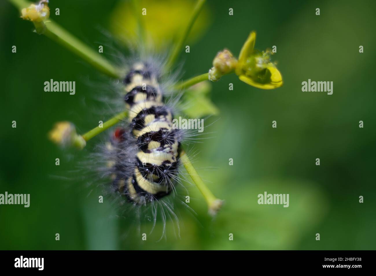 European lepidoptera caterpillar, Simyra dentinosa, shot in Sevan, Armenia Stock Photo