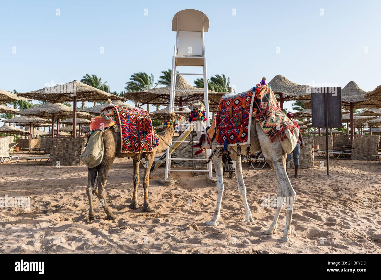 Hurghada, Egypt - May 28, 2021: Camel on a sand of beach in Makadi Bay, which one of Egypt beautiful Red Sea Riviera. Stock Photo