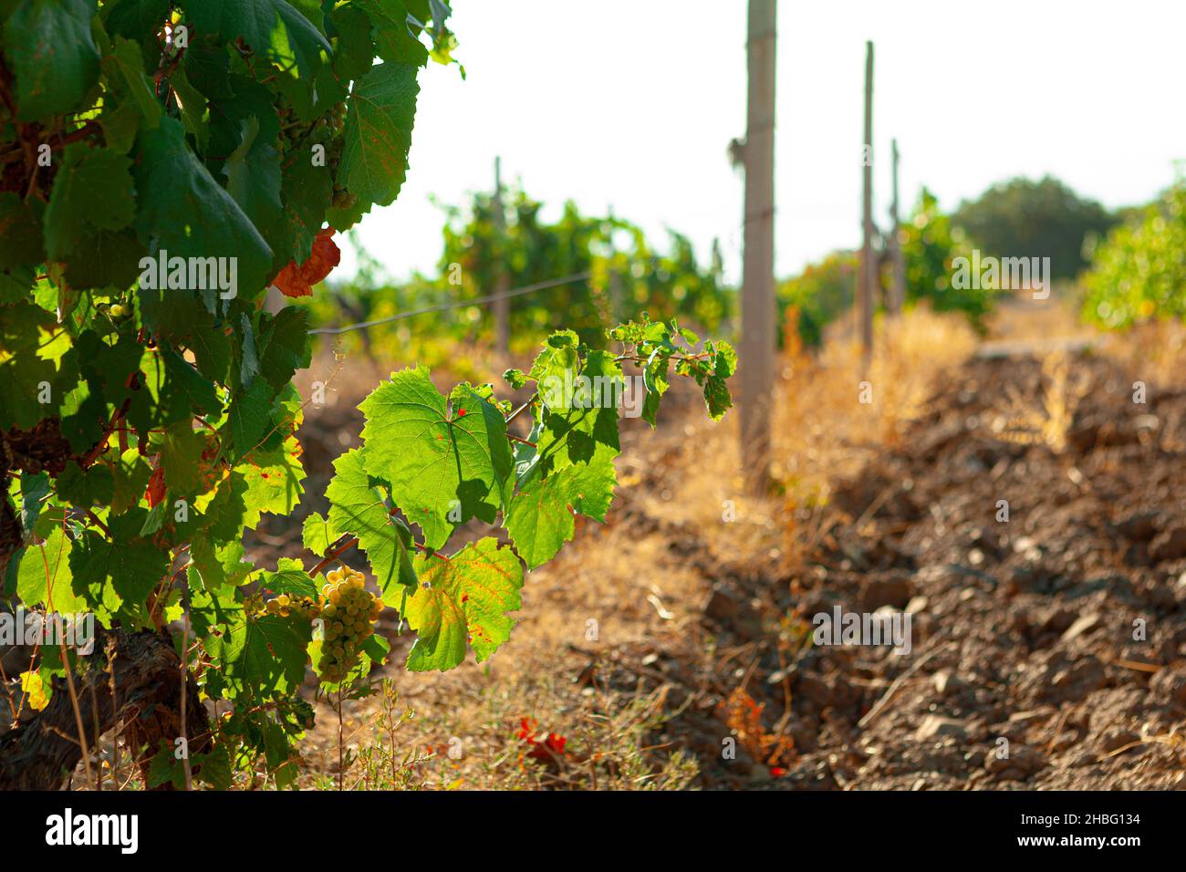 Rows of grapes growing in a vineyard Stock Photo - Alamy