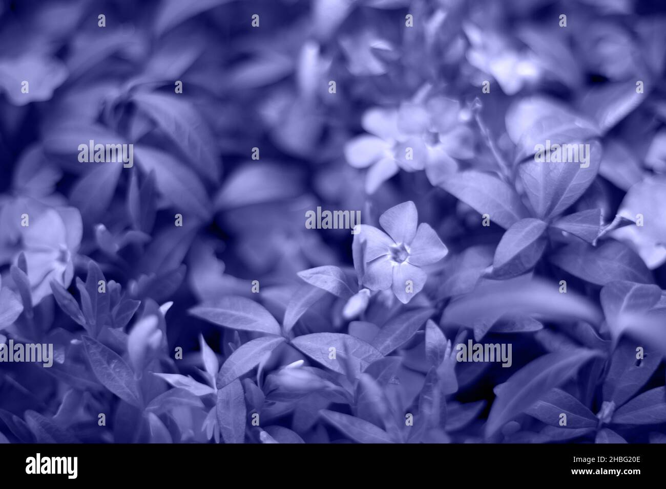 1,665 Periwinkle Wallpaper Stock Photos - Free & Royalty-Free Stock Photos  from Dreamstime