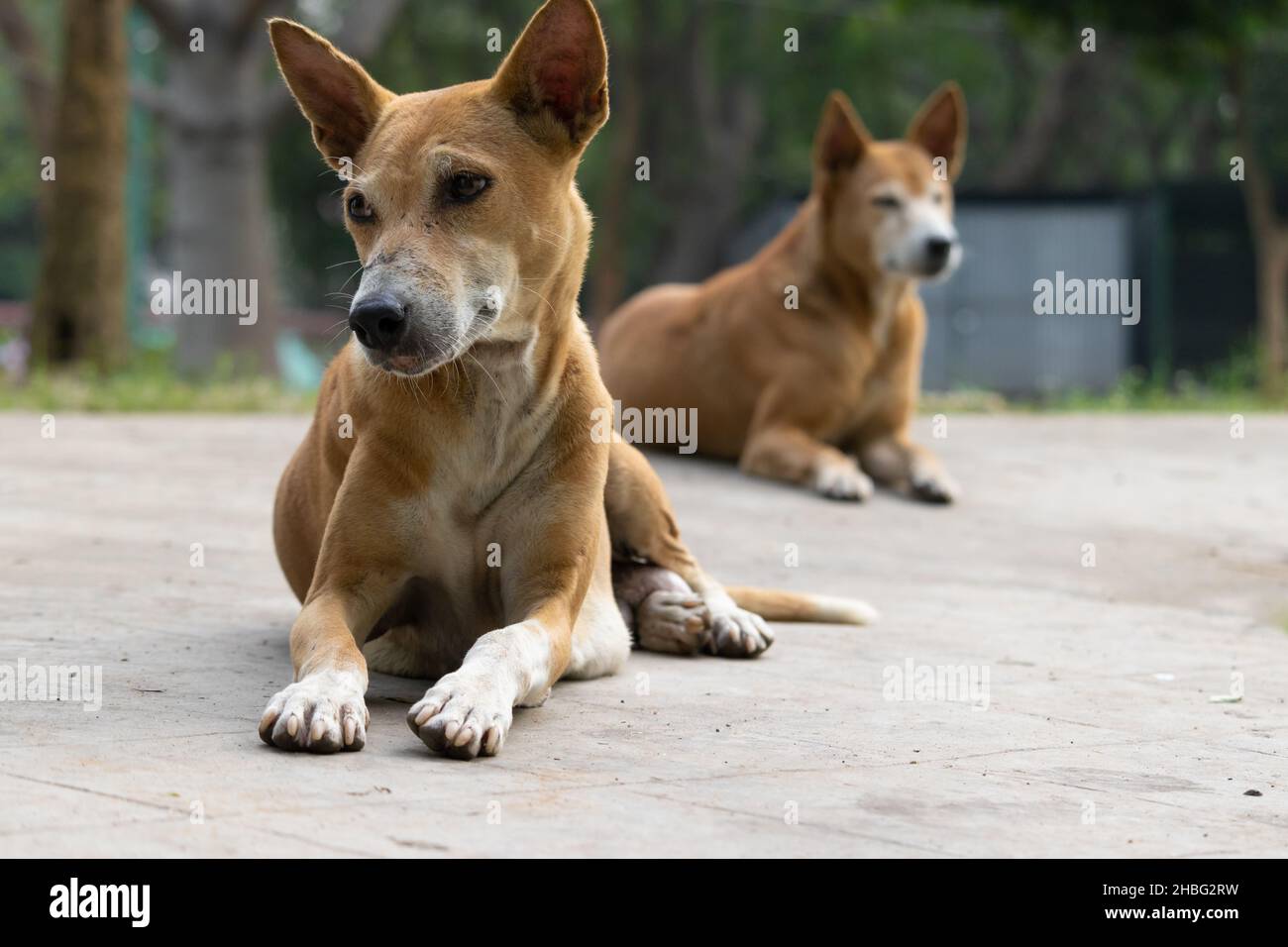 Close up of street dogs sitting on road Stock Photo