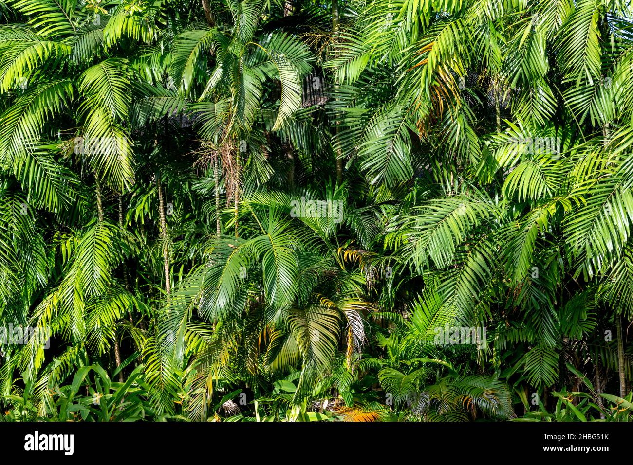 Leaves thickets in tropical rainforest hi-res stock photography and ...