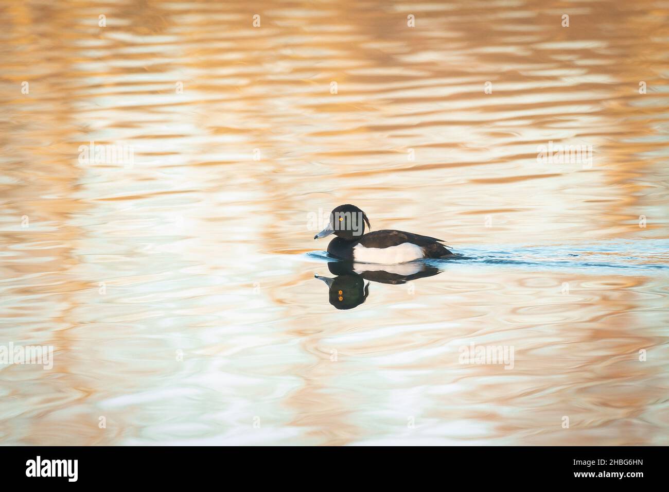 Across the lake swims a tufted duck (Aythya fuligula) in the evening setting Suffolk sunlight Stock Photo