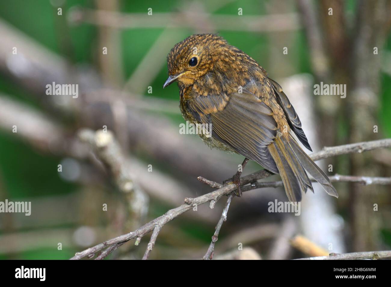 Fledgling robin perched on hedge Stock Photo Alamy