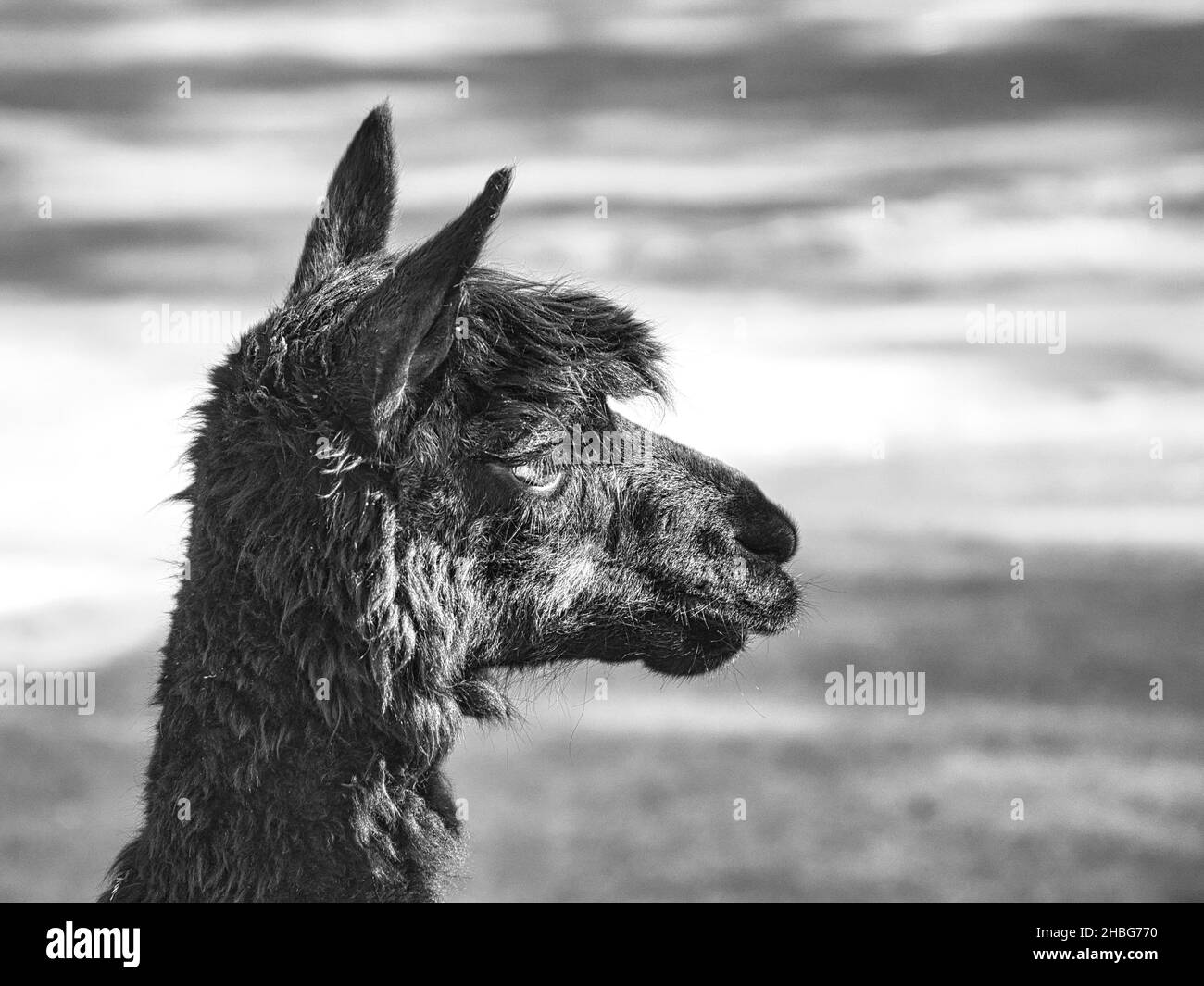 alpaca in portrait taken in black and white. Interested and cute mammals. they are farm animals from which the wool is processed. Stock Photo