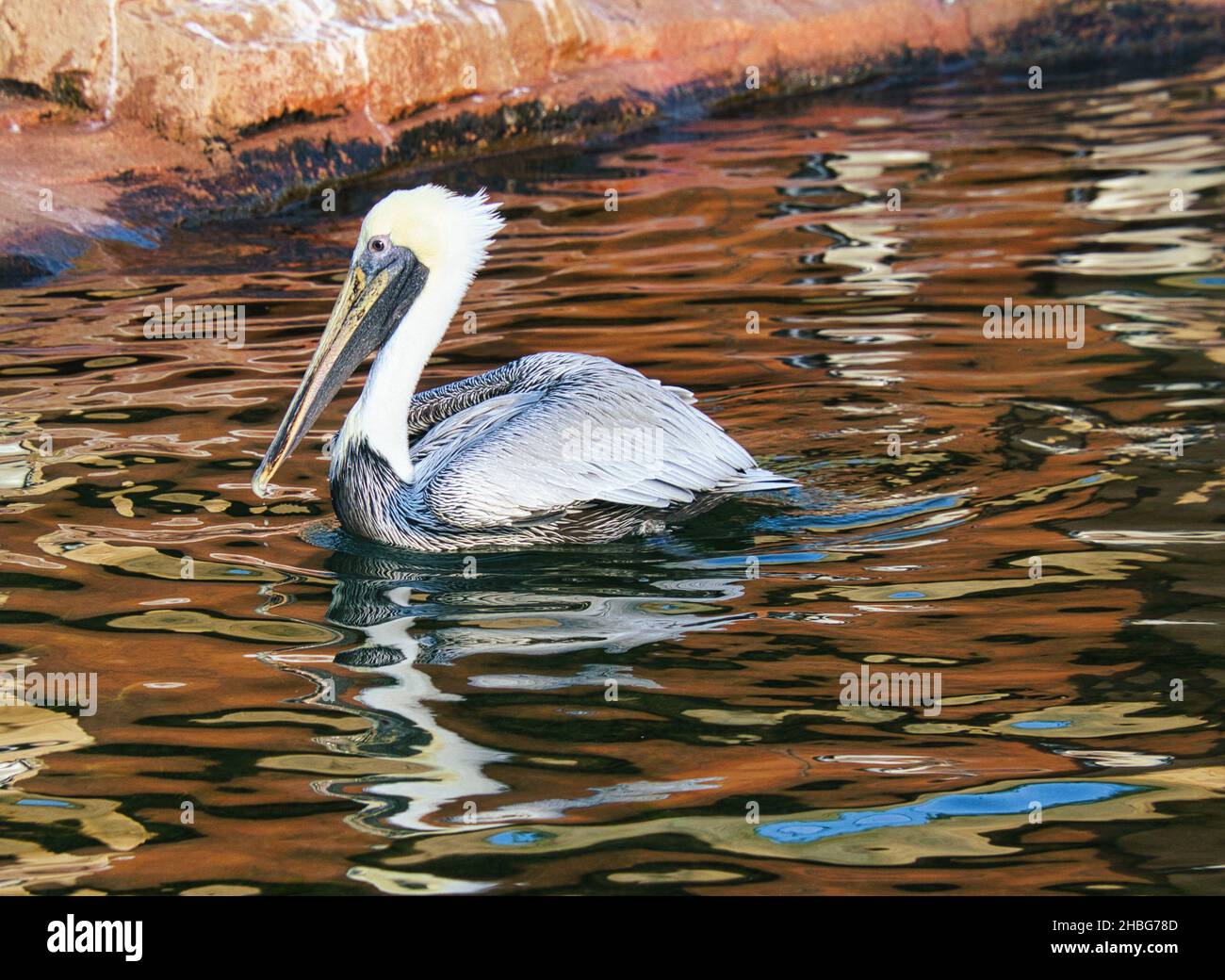 pelican on the water while swimming. large seabird with richly textured plumage. Bird in portrait. Stock Photo