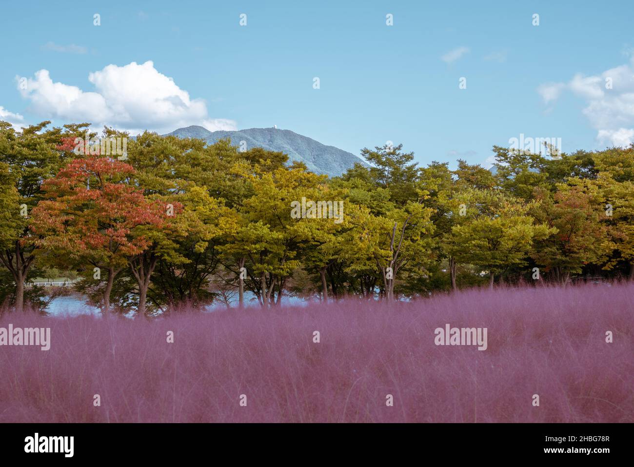 Misa Gyeongjeong Park Pink Muhly Grass in Hanam, Korea Stock Photo
