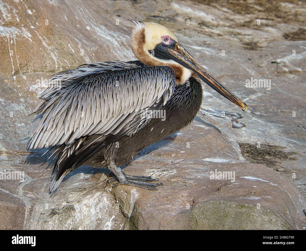 pelican recorded on a rock. large seabird with richly textured plumage. Bird in portrait. Stock Photo