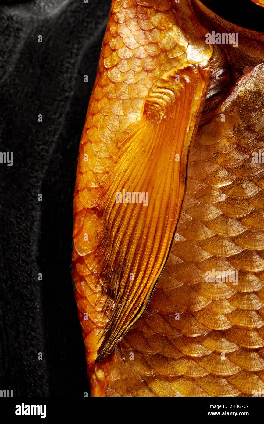 Fish gill slit hires stock photography and images Alamy