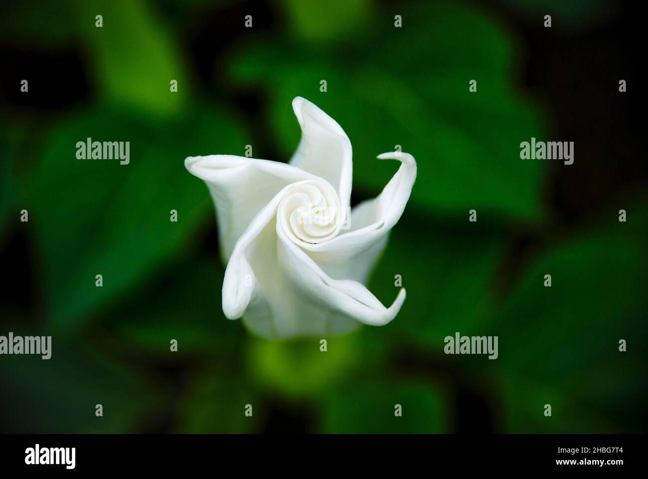White petals in focus hi-res stock photography and images - Alamy