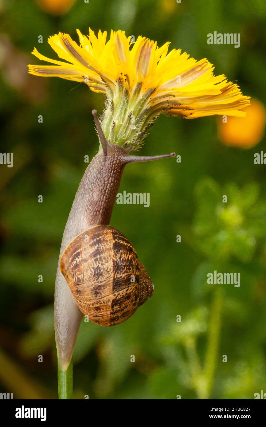 Garden snail crawling up a dandelion flower weed in spring Stock Photo