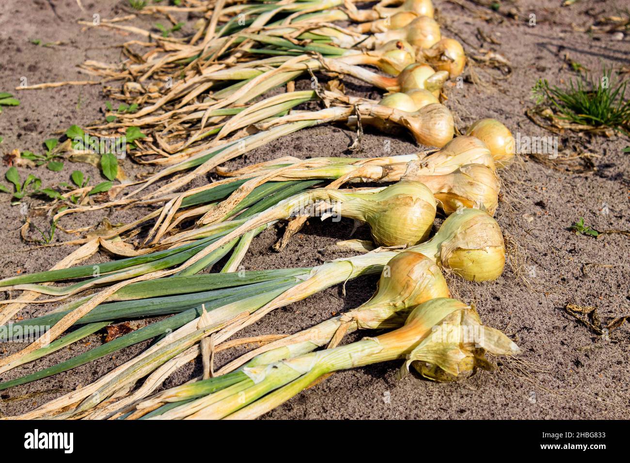 Freshly hand picked yellow onions Allium cepa dry in the sun on garden field in autumn, ready fro storing. Stock Photo