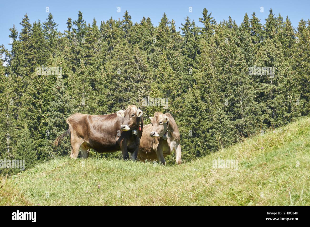 A pair of cute brown cows looking to the side on a vibrant green hill ...