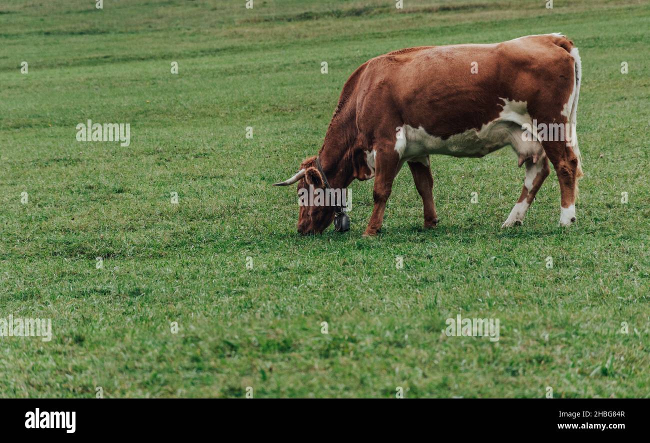 A brown cow feeding grass in a green field Stock Photo - Alamy